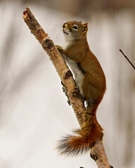 Squirrel Photo and Image. Close-up view climbing a twig with a white blur background in its environment and habitat surrounding.