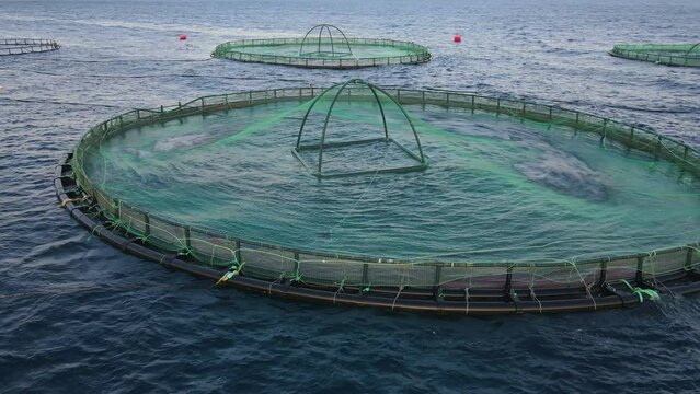 Aquaculture fish farming unit with cages in sea, close-up shot