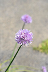 Chives flower