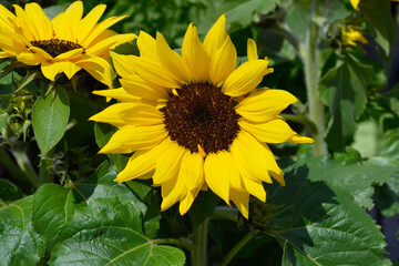 Common sunflower