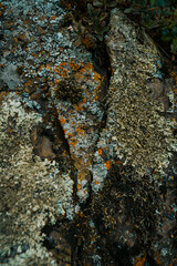 Ancient rock formation with moss and lichen. Abstract stone background Beauty in nature, natural organic backdrop.