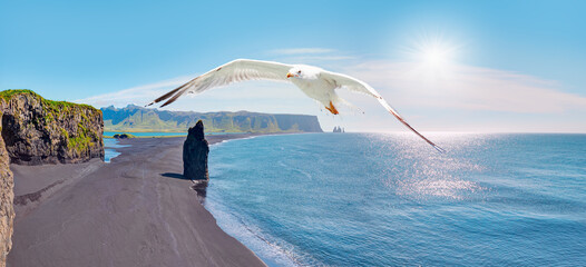 Seagull flying in the sky with Reynisfjara black sand beach, near the village of Vik, Iceland