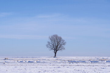Samotne drzewo zimą, krajobraz zimowy.