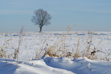 Zimowy krajobraz, śnieg a w tle samotne drzewo na polach.