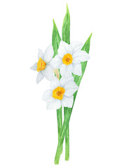 Narcissus, watercolor illustration of daffodils. Hand drawn watercolor bouquet of a fragrant spring garden flower. White and yellow botanical painting for greeting, wedding, Easter, Mothers day print
