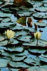 a group o lotus flowers sitting on top of a pond