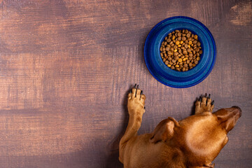 Kibble pet. Dachshund dog waiting to eat his bowl of dry dog food. - obrazy, fototapety, plakaty