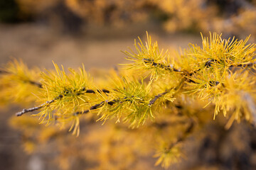 Golden Larches in Larch Valley near Moraine Lake in Banff National Park, Canada