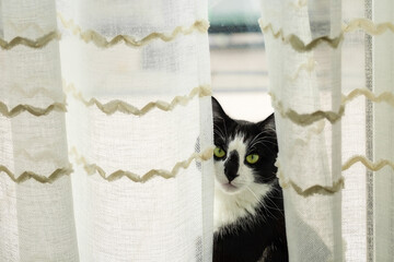 A black and white cat sits near a window with tulle