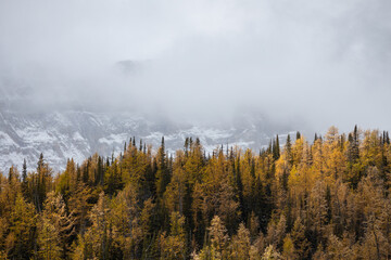 Fototapeta premium Golden Larches in Larch Valley near Moraine Lake in Banff National Park, Canada