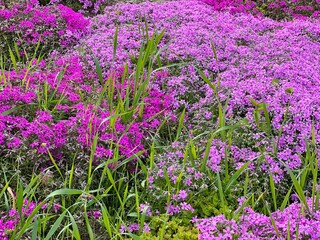 Obraz premium Alpine Phlox wildflowers small pink and purplish tinted flowers.