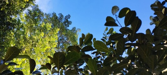 Beautiful natural landscape green leaves of a tree in the sky background, beautiful green tree leaf, tree leaf picture  