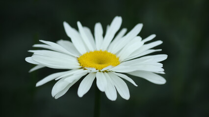 Fototapeta premium One White chamomile flower on green background. Wild daisy growing on meadow. Common daisy, Dog daisy. Gardening concept. Summer floral background. Wild chamomile Matricaria recutita flower in bloom