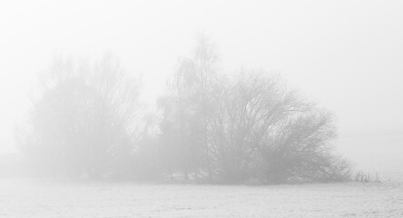 Winter fog frosty morning trees in the fog