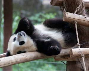 Close up Giant Panda in Chongqing, China
