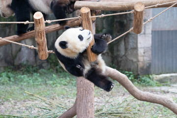 Close up Giant Panda in Chongqing, China