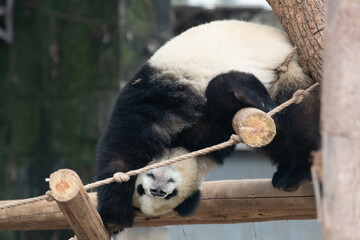 Close up Giant Panda in Chongqing, China