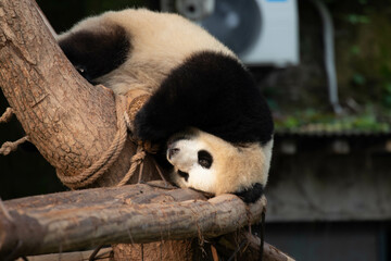 Close up Giant Panda in Chongqing, China