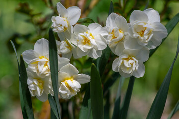 Narcissus tazetta cream bunch-flowered daffodil flowers in bloom, ornamental springtime white...