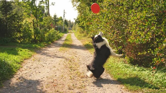 Pet activity. Funny puppy dog border collie catching toy in air walking in park outdoor. Dog playing with flying disk ring jumping running in nature. Sports activity with dog in park outside