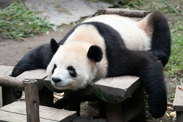 Obraz premium Close up Giant Panda in Chongqing, China