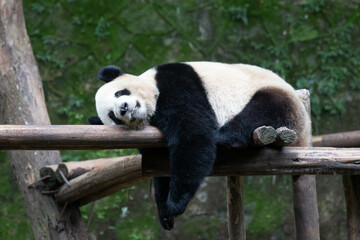 Obraz premium Close up Giant Panda in Chongqing, China