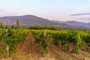 Sunset view of vineyards, Demir Kapija