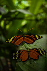 Mariposas de mi jardin