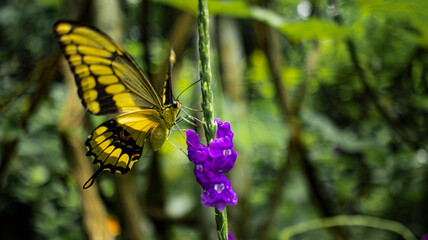 Mariposas de mi jardin