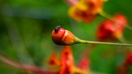 Mariposas de mi jardin