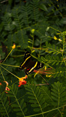 Mariposas de mi jardin