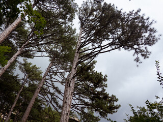 gloomy old pine forest. for background and text