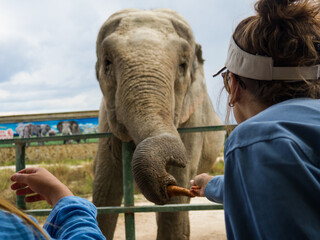 girl feeding an elephant a banana at the zoo