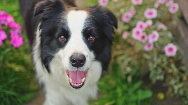Outdoor portrait of cute smiling puppy border collie walking in garden park. Little dog with funny face in sunny summer day outdoors. Pet care and funny animals life concept