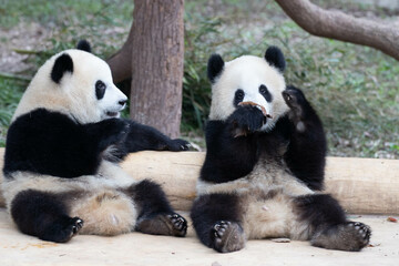 Close up Giant Panda in Chongqing, China