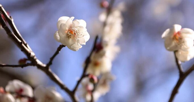 White plum flowers at Atami plum park in Shizuoka daytime close up handheld