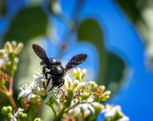 Macro of a black carpenter bee