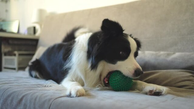 Pet activity. Funny puppy dog border collie holding toy ball in mouth playing on couch at home indoors. Purebred pet dog wants to playing with owner. Love for pets friendship companion concept