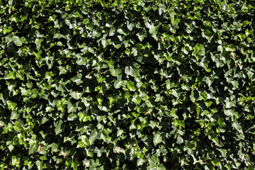 Ivy texture. Leaves background. Climber plant pattern. Creeper plant texture. Gedge bush background. Natural summer wall. Home outdoor decoration. Green leaves texture.