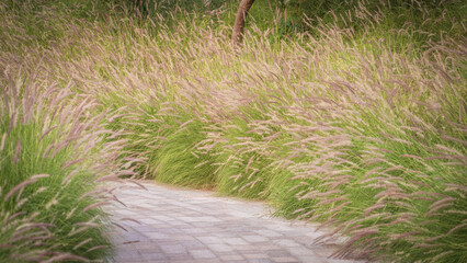 Muhlenbergia capillaris or perennail grass