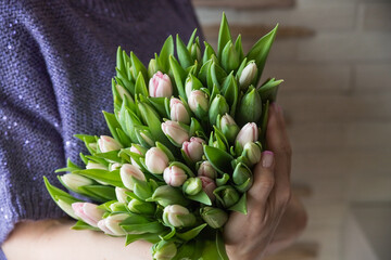Young woman holding a spring bouquet of white pink tulips in her hand. Bunch of fresh cut spring flowers in female hands.Greeting card for March 8. The concept of congratulations and celebration.