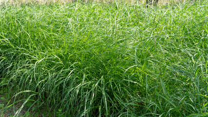 Muhlenbergia capillaris or perennail grass