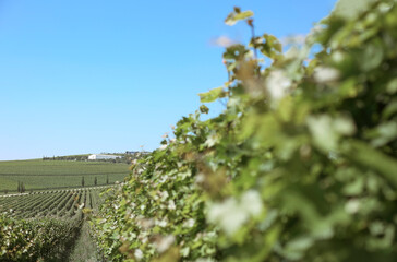 Fototapeta na wymiar Beautiful green vineyard landscape