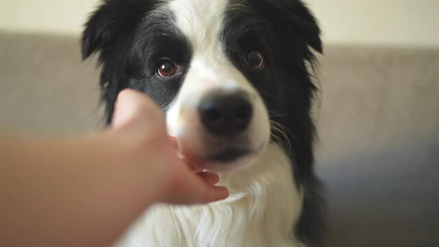 Owner hand stroking puppy dog border collie on couch at home indoor. Close up dog portrait. Owner playing with dog friend. Love for pets friendship support team concept