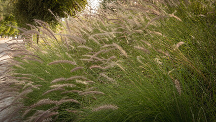 Muhlenbergia capillaris or perennail grass