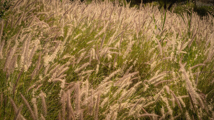 Muhlenbergia capillaris or perennail grass