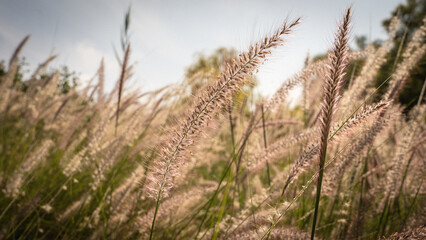 Fototapeta premium Muhlenbergia capillaris or perennail grass