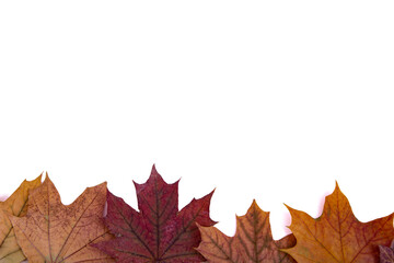Fototapeta premium Maple leaves and cones on a white background.