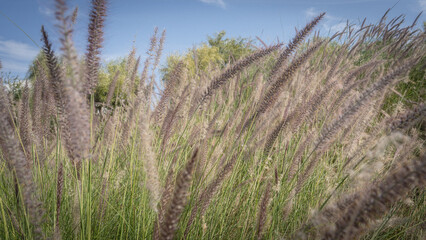 Muhlenbergia capillaris or perennail grass
