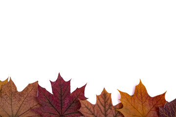 Maple leaves and cones on a white background.